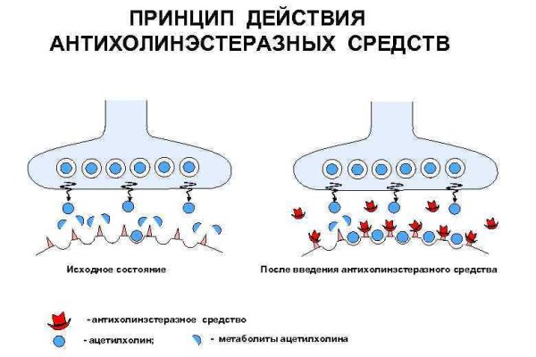 Официальный сайт kraken kraken clear com